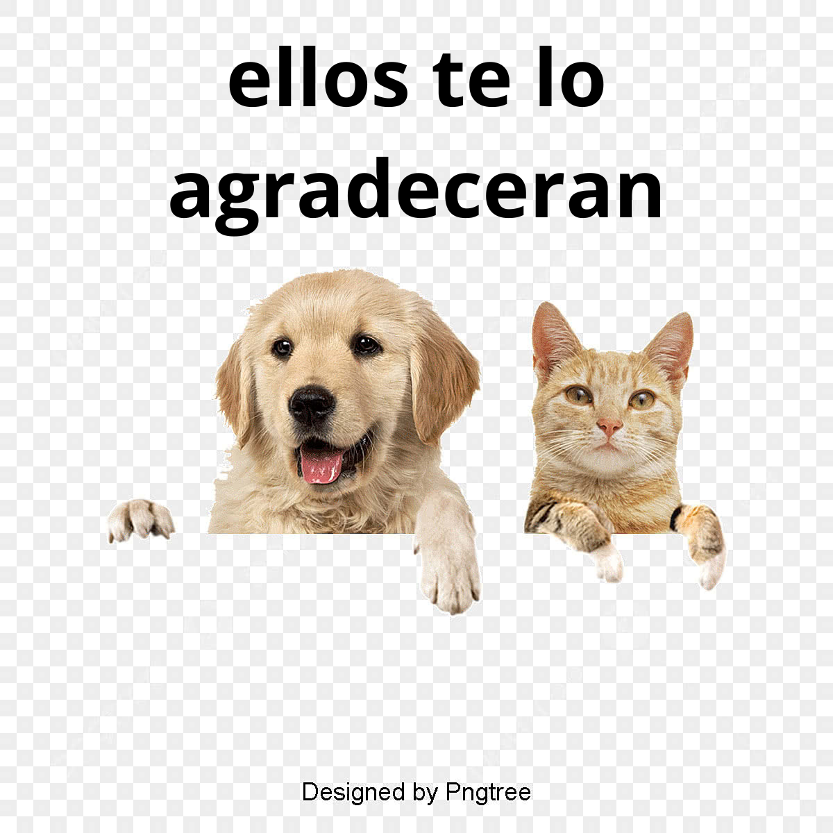 ¡Di adiós al pelo mojado por horas!